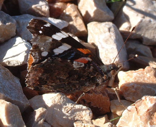 Vanessa atalanta